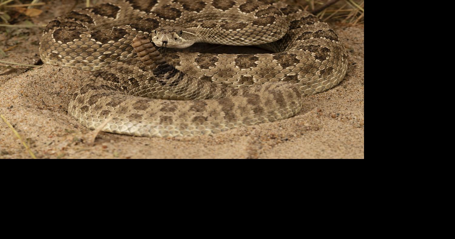 Speedy snakes can outpace predators, prey