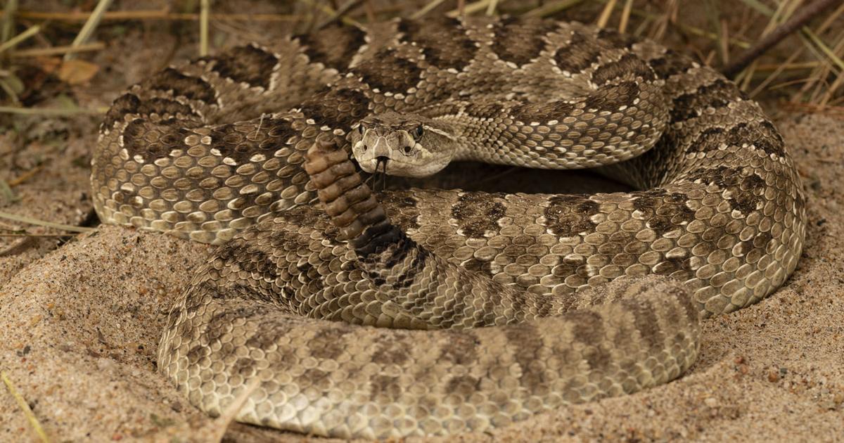 Sprinter Snake Speedy snakes can outpace predators, prey