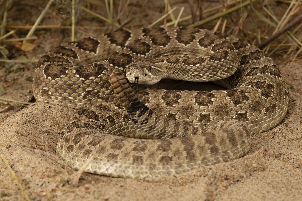 Sprinter Snake Speedy snakes can outpace predators, prey