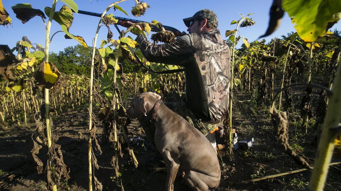 Keep it simple on first dove hunt of season