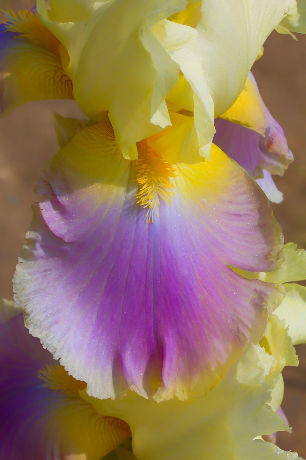Plant bearded irises now for spring; sale is today