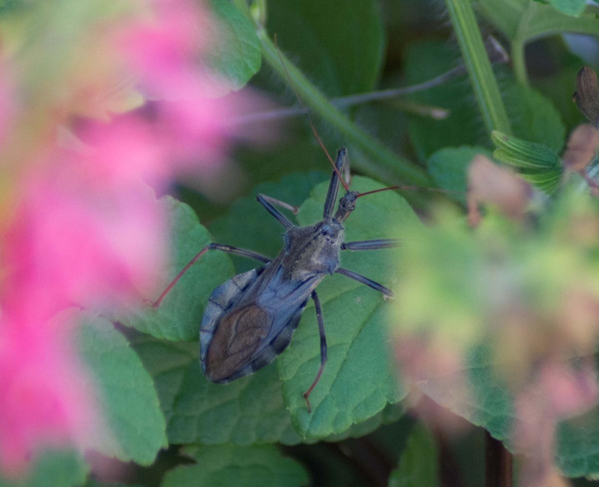 Wheel bug, or “assassin bug"