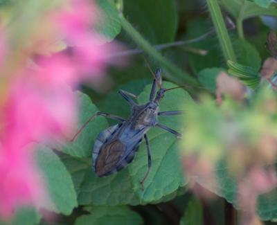 Wheel bug, or “assassin bug"