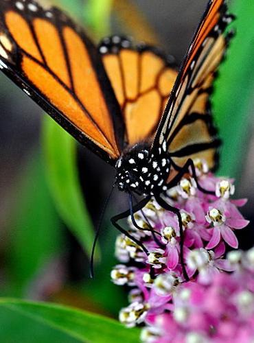 Monarch on flower