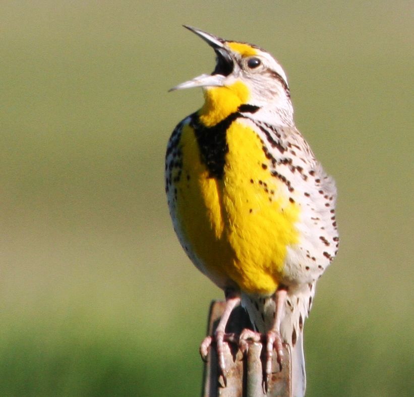 Finding the 'lark' in meadowlarks Outdoors