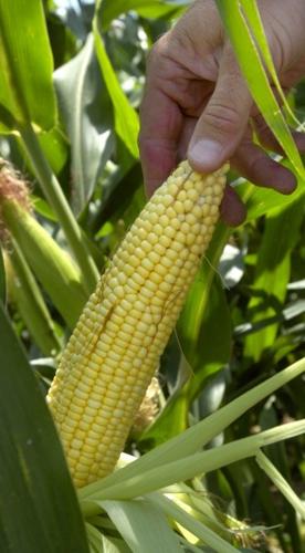 Corn for ethanol