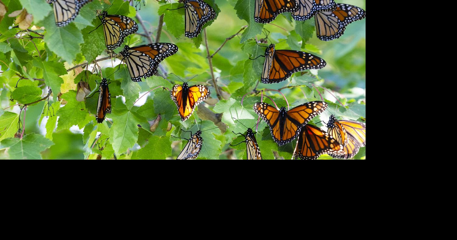 Exploring insect winter survival