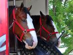 A1 secondary Budweiser Clydesdales arriving at the Mississippi Valley Fairgrounds