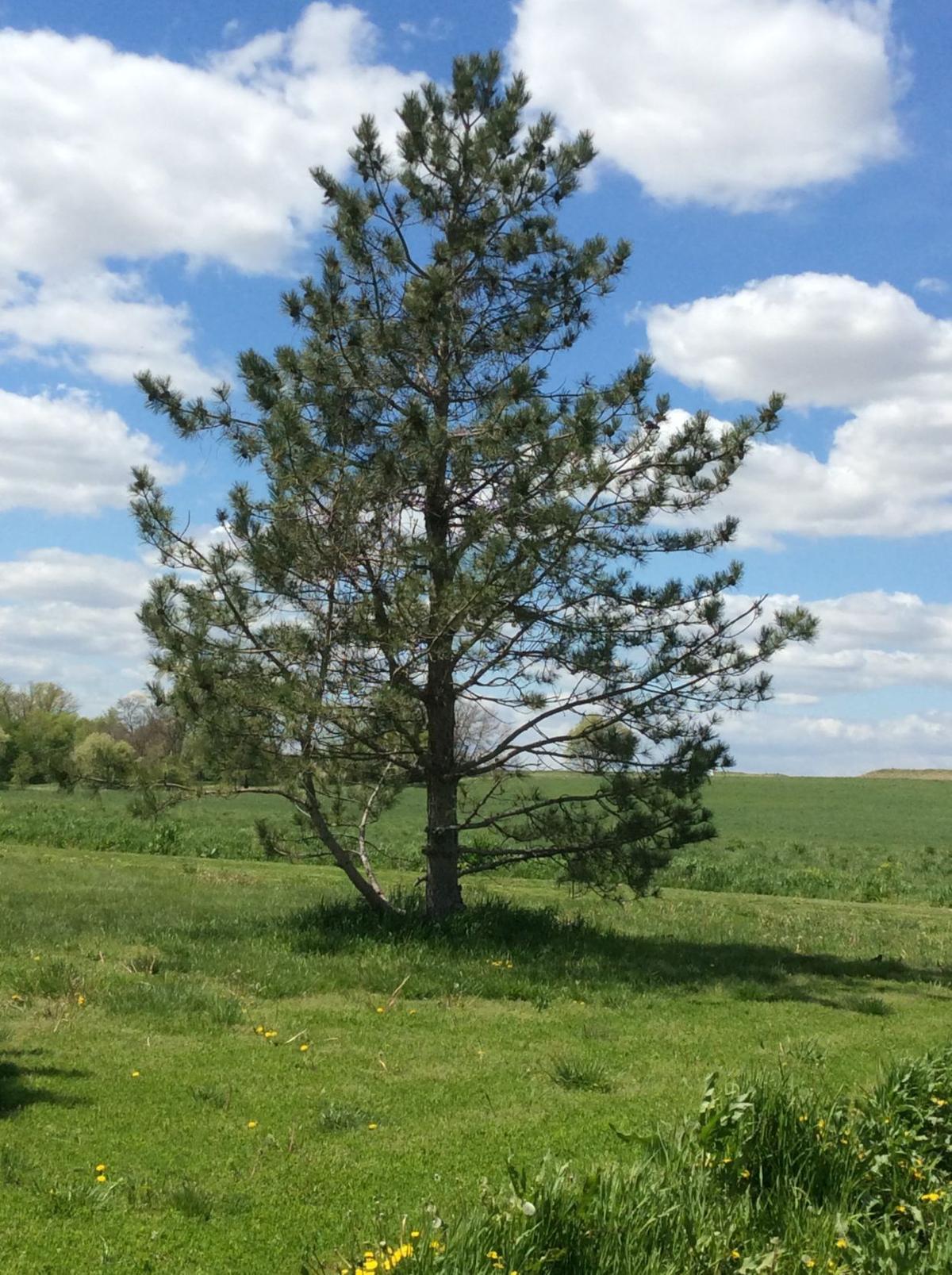 thintree