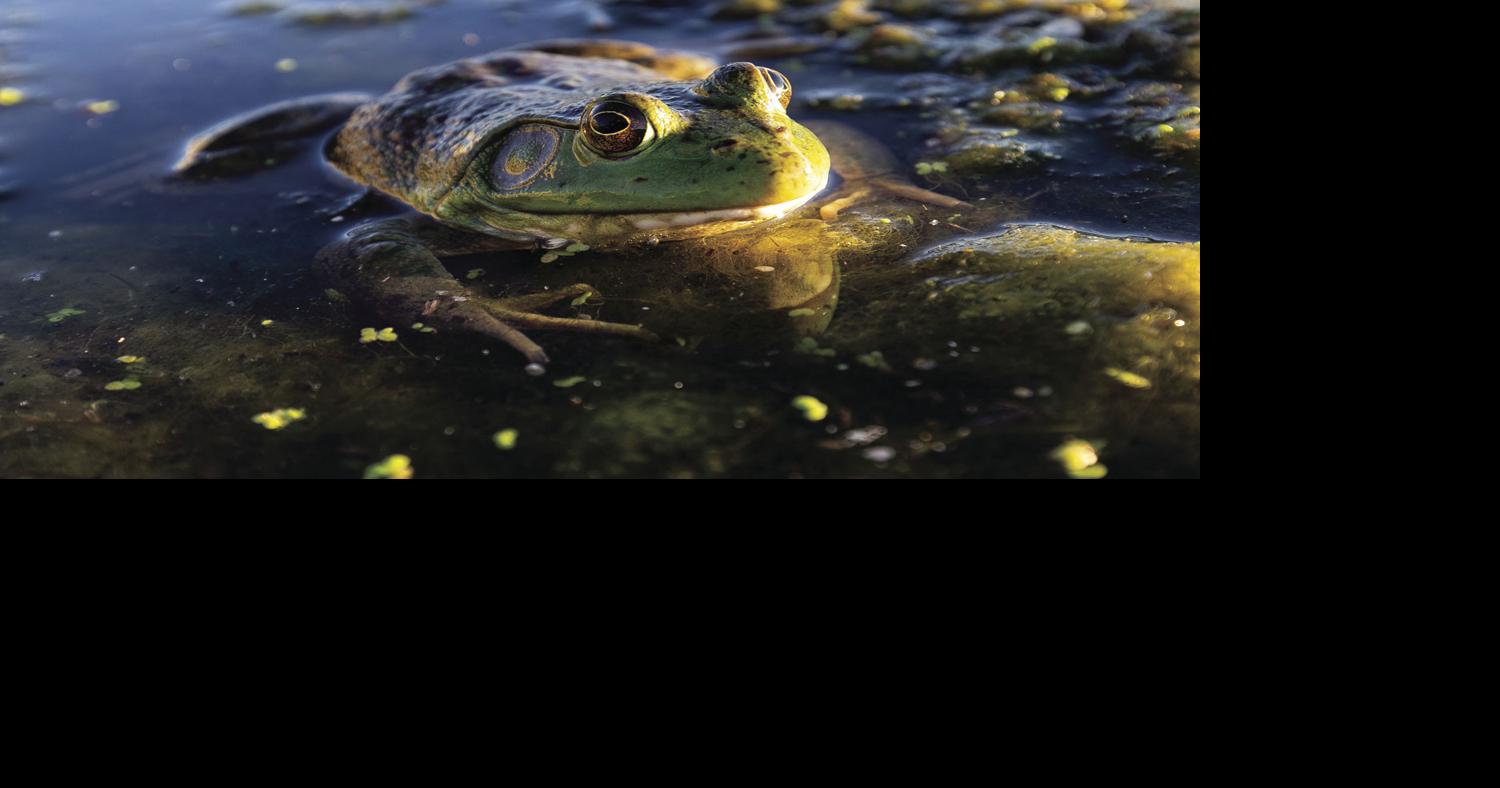 Jump at the chance to catch bullfrogs