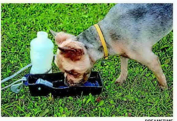 ANSWER ANGEL Solutions for thirsty canines