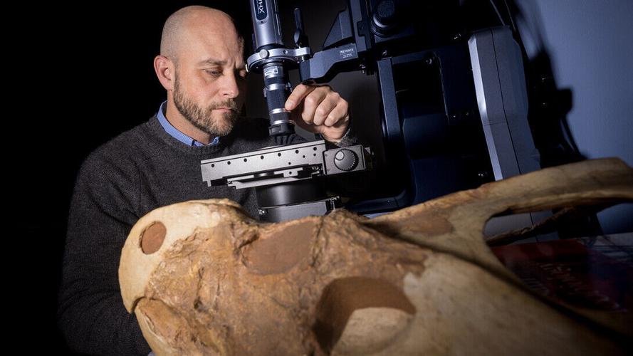 NU State Museum researcher helps identify new feathered dinosaur species