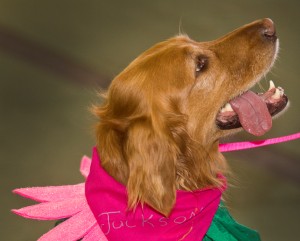 all dogs have their day