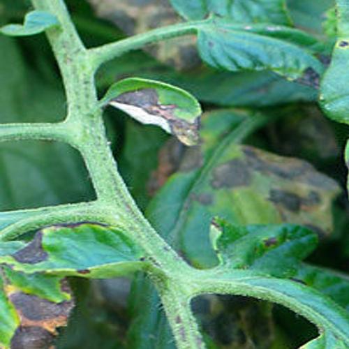 Sarah Browning Controlling Tomato Leaf Spot Diseases Home Garden Journalstar Com