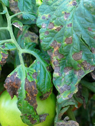 early leaf blight