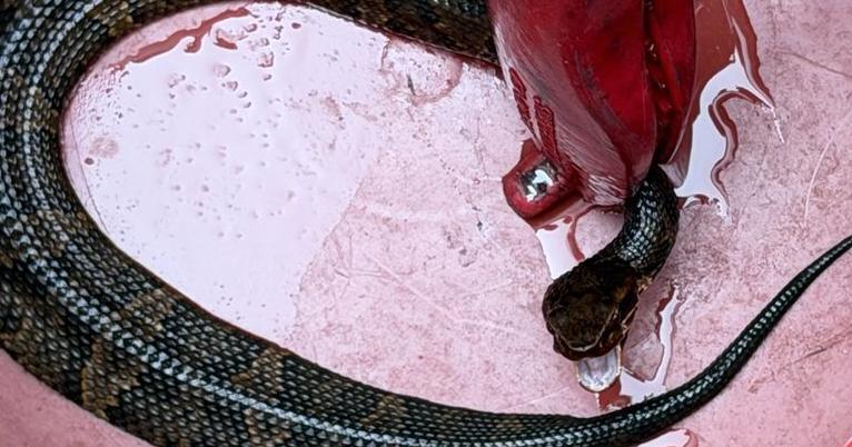 Venomous snake found inside Arkansas high school football player's helmet Elizabeth Flores and Saleen Martin, USA TODAY Aug 11, 2026