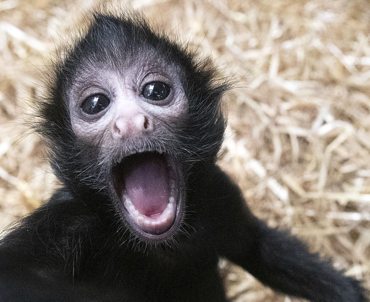 Photos: Meet Tonnie, the Children's Zoo's new spider monkey Photos: Meet Tonnie, the Children's Zoo's new spider monkey