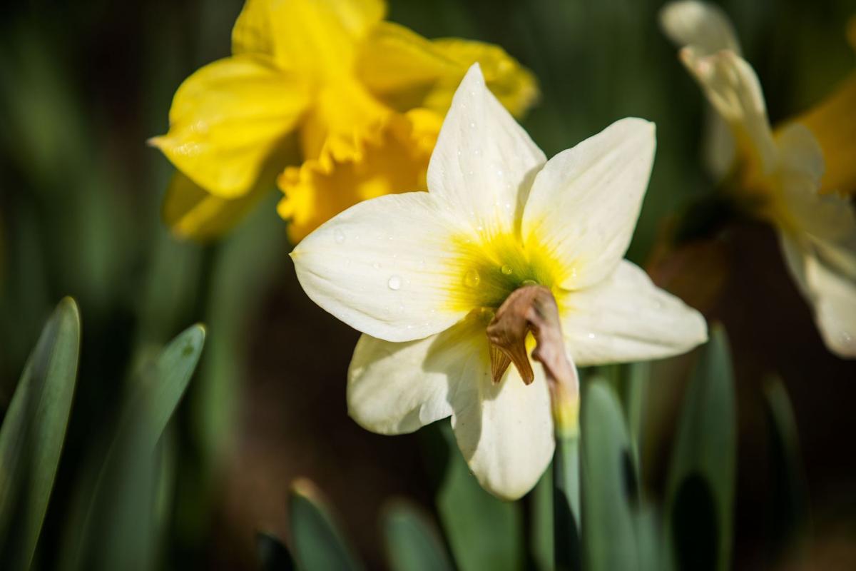 041121-owh-new-daffodils-pic-cm003