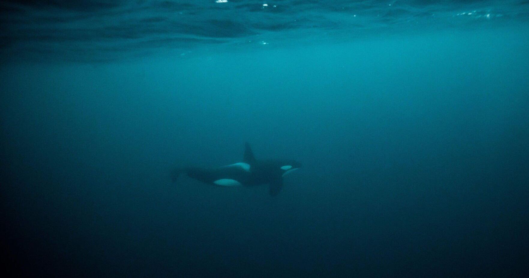 Killer whale yacht attacks not likely revenge, experts say - Vimarsana News