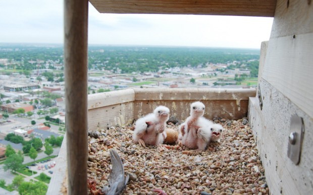 Falcon chicks