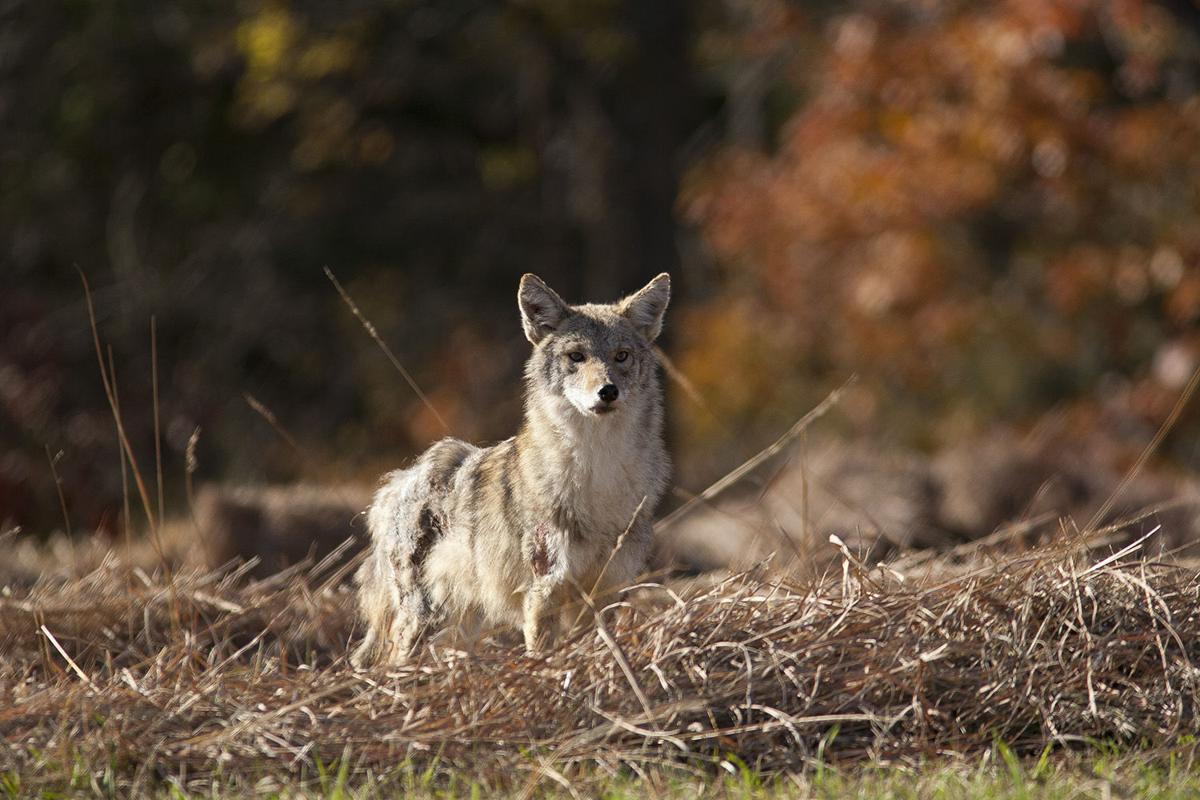 coyote