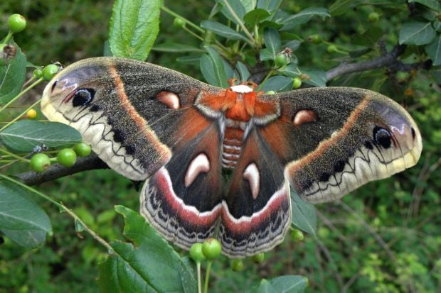 Moths important part of environment | Outdoors | journalstar.com