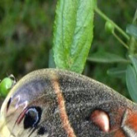 Different Types Of Large Moths
