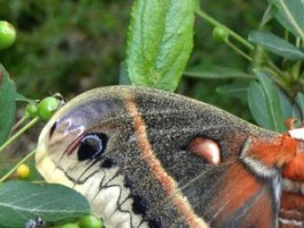 Moths Important Part Of Environment Outdoors Journalstar Com