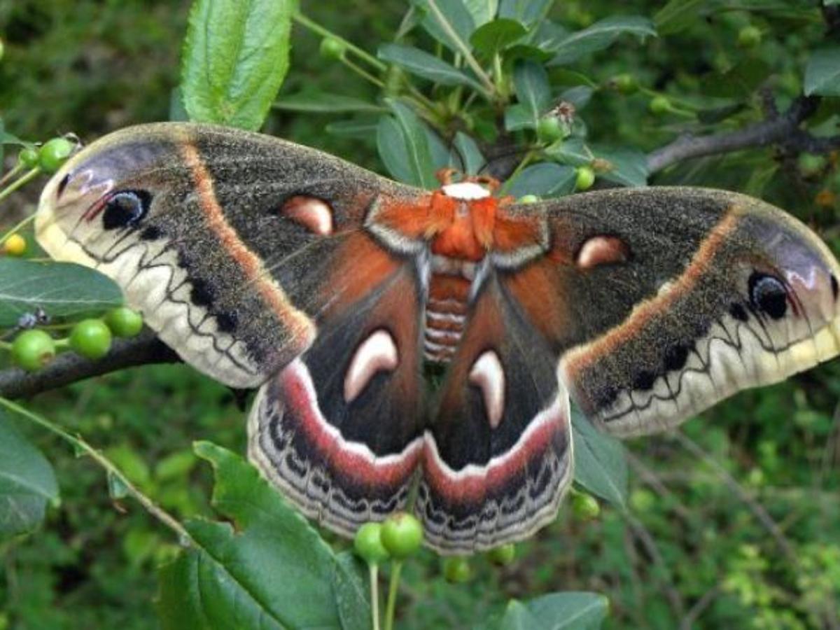 Moths Important Part Of Environment Outdoors Journalstar Com Moths Important Part Of Environment Outdoors Journalstar Com