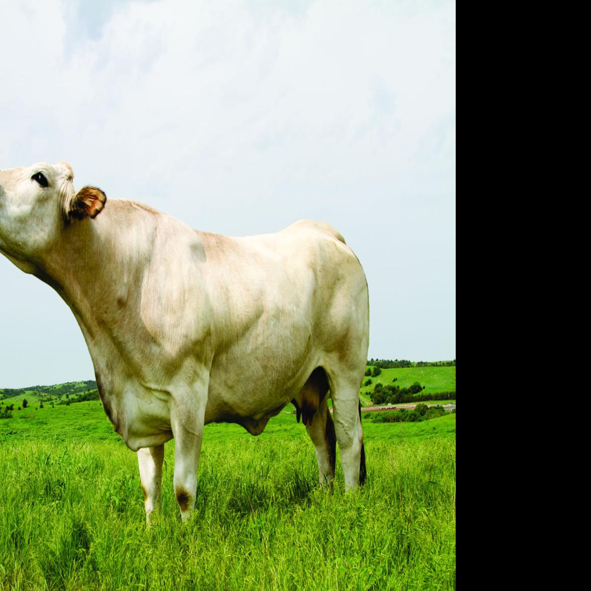 Great Plains Beef Moving To 84th And Havelock Agriculture