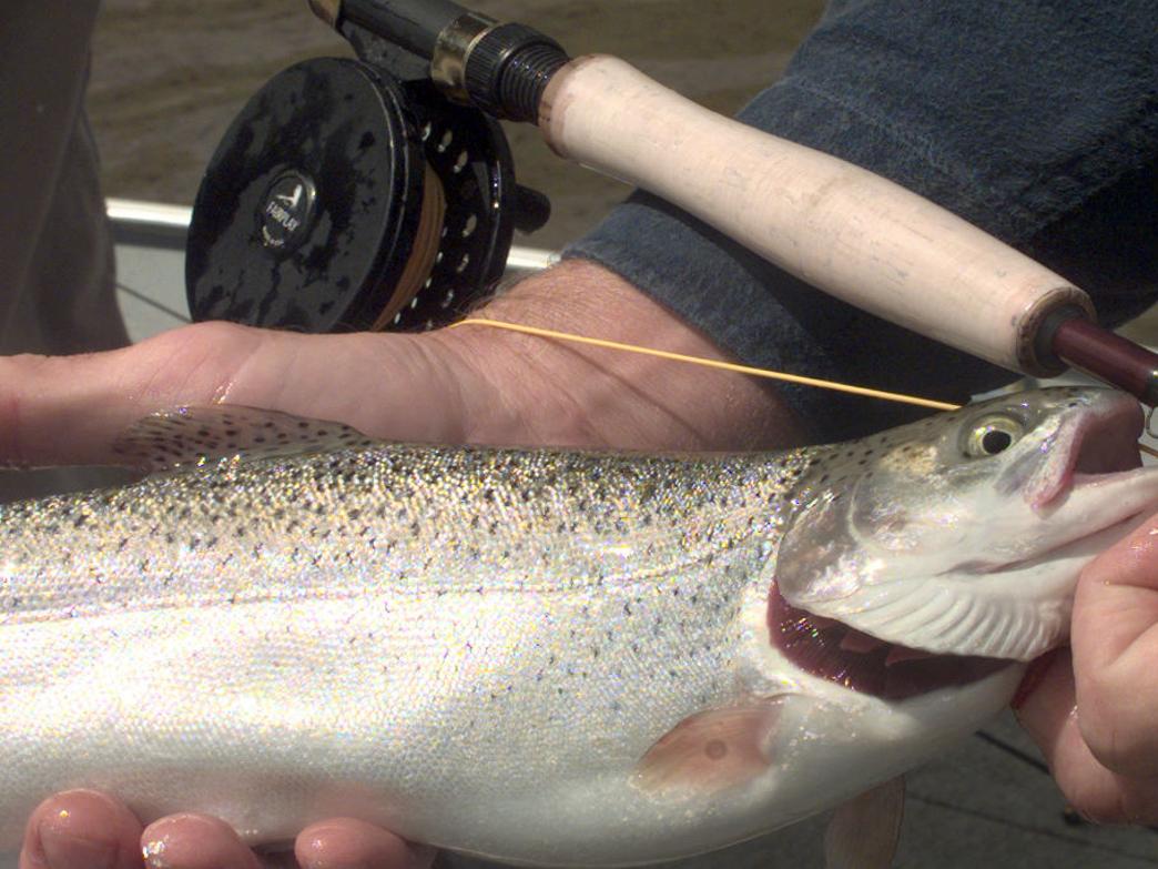 Lakes In Lincoln Receive Rainbow Trout Stockings Star City Sports Journalstar Com