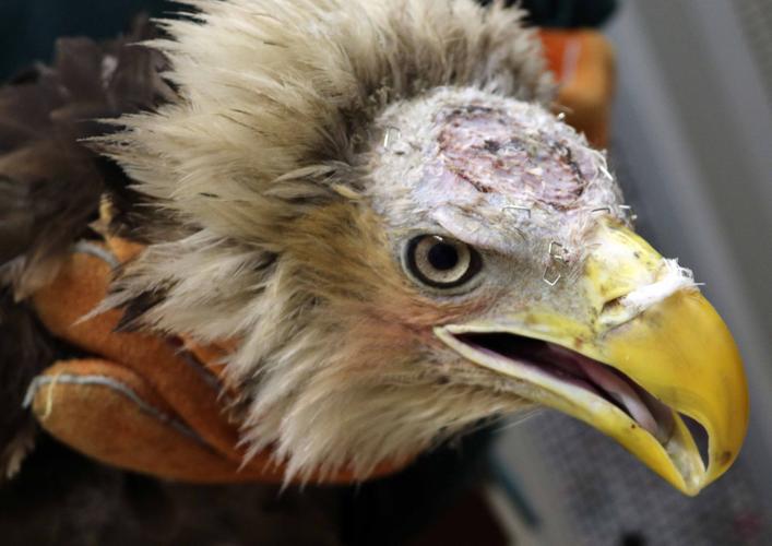 Into the wild: Grammy winner to release bald-headed eagle