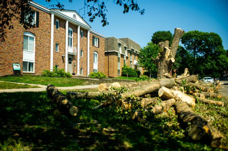 Ash trees being cut