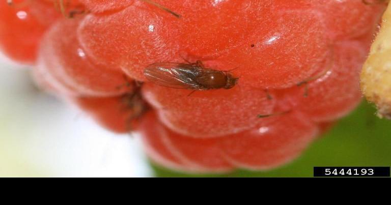 Sarah Browning: Little insect, big headache for raspberries