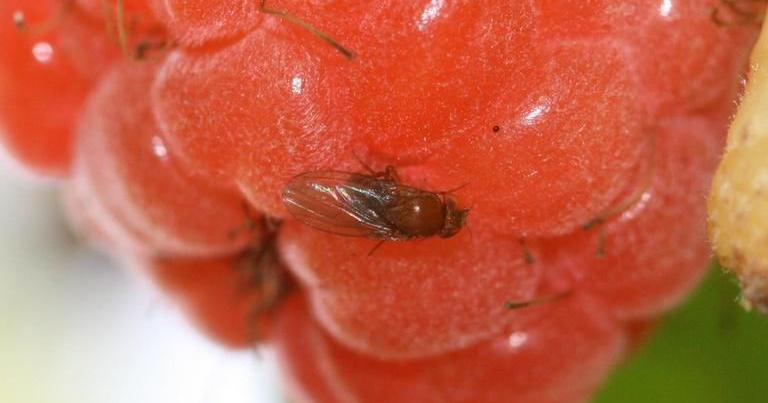 Bronign Raspberry Sarah Browning: Little insect, big headache for raspberries