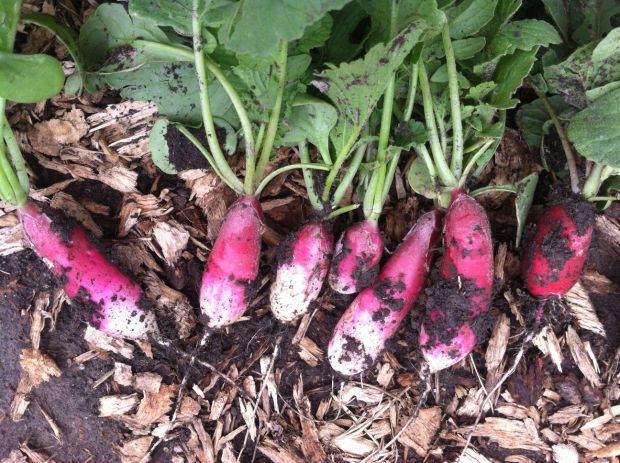 Radishes Olive Creek Farms