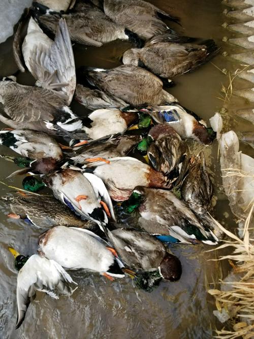 Nebraska Game And Parks Investigating Waste Of Dozens Of Ducks