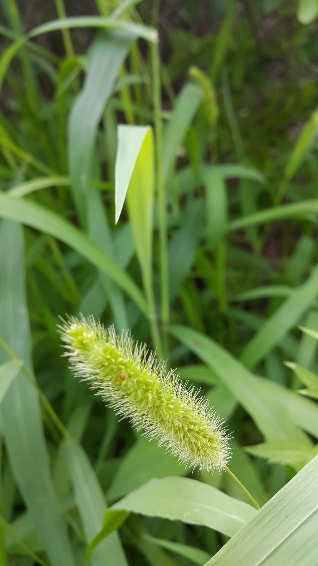 Foxtail weed