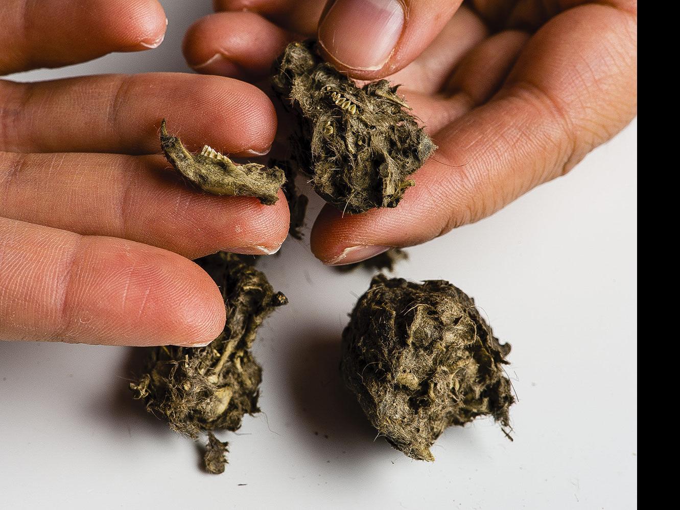 Breaking Down Owl Pellets Outdoors Journalstar Com