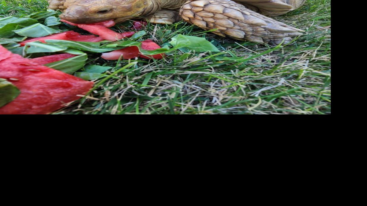 Sunflowers Spice Up The Menu For Brutus An 85 Pound Tortoise Who