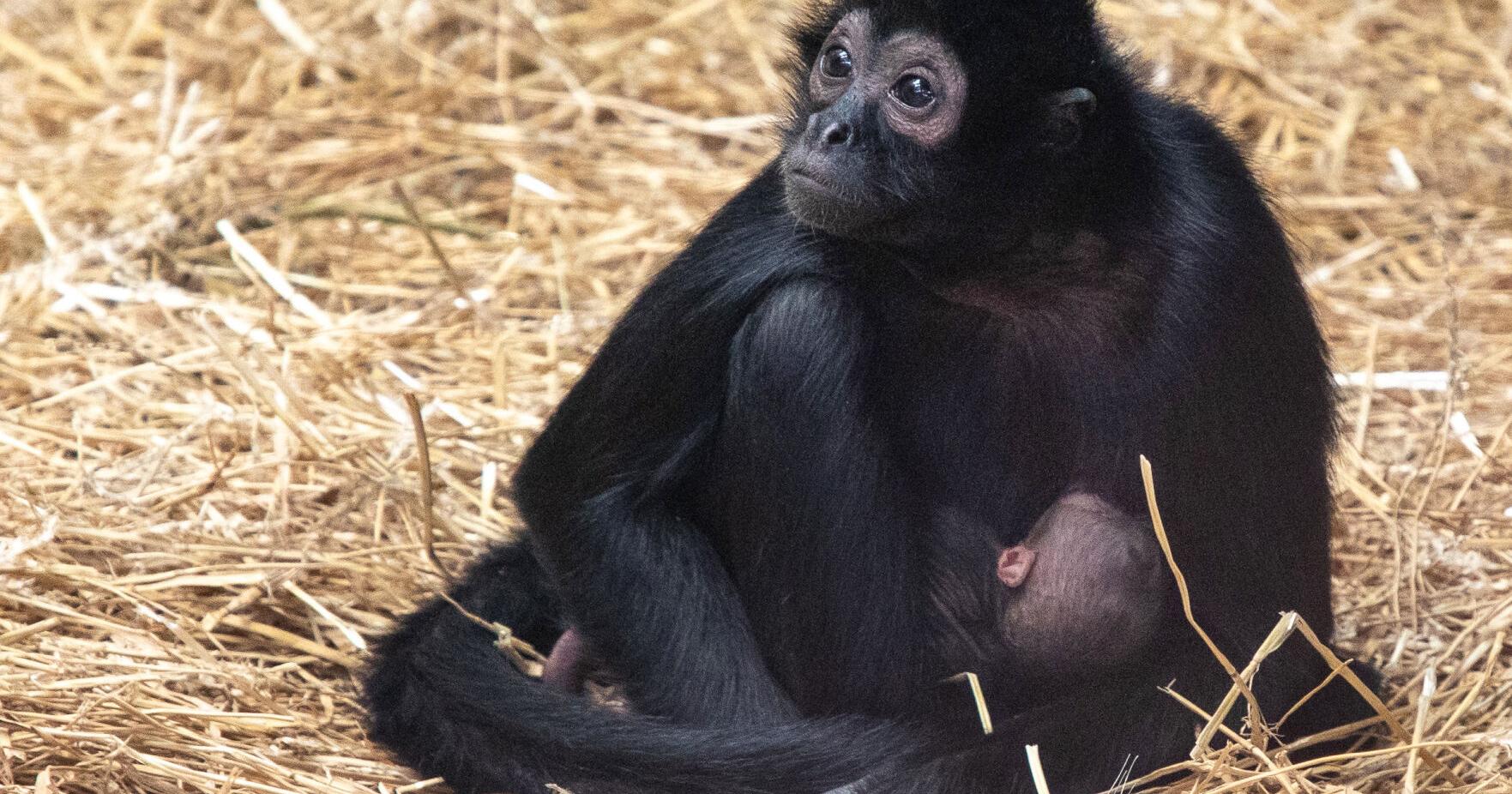 Public can now view Lincoln Children's Zoo spider monkey baby - Vimarsana News