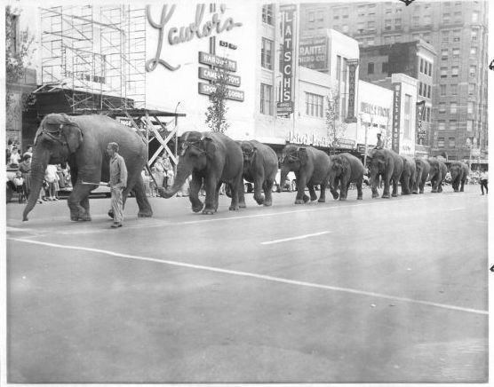 PhotoFiles: Elephants On Parade | Family | Journalstar.com