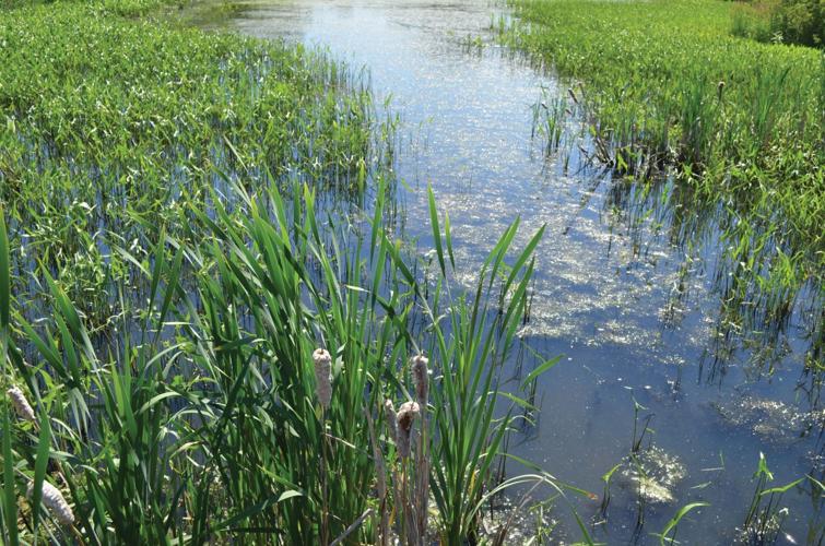 Wetlands restoration