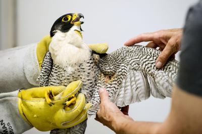 Peregrine falcon