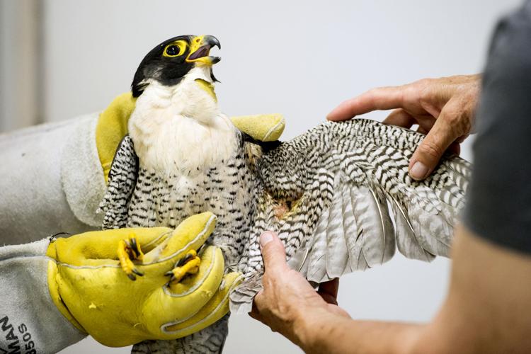 Peregrine falcon