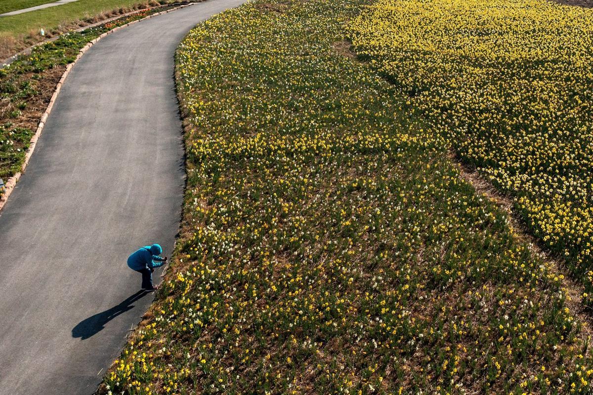 041121-owh-new-daffodils-pic-cm005