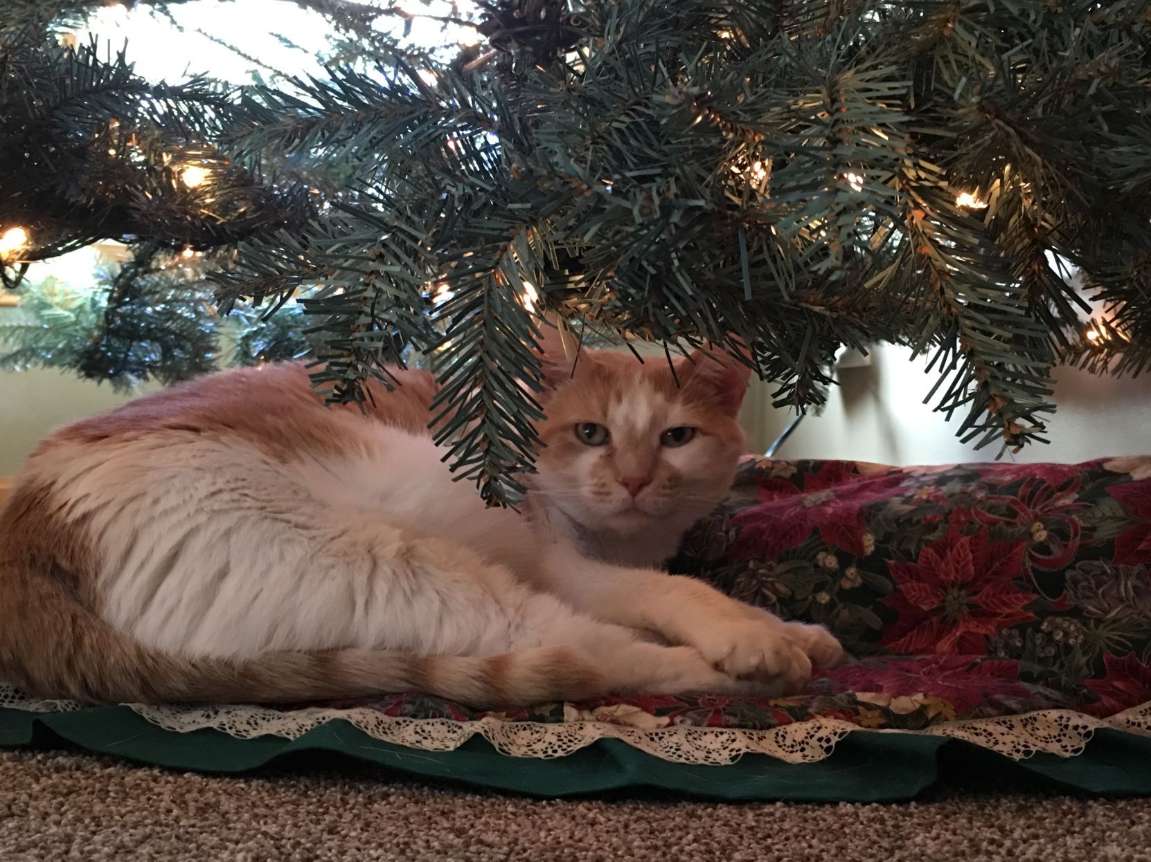 Cats love sale christmas trees