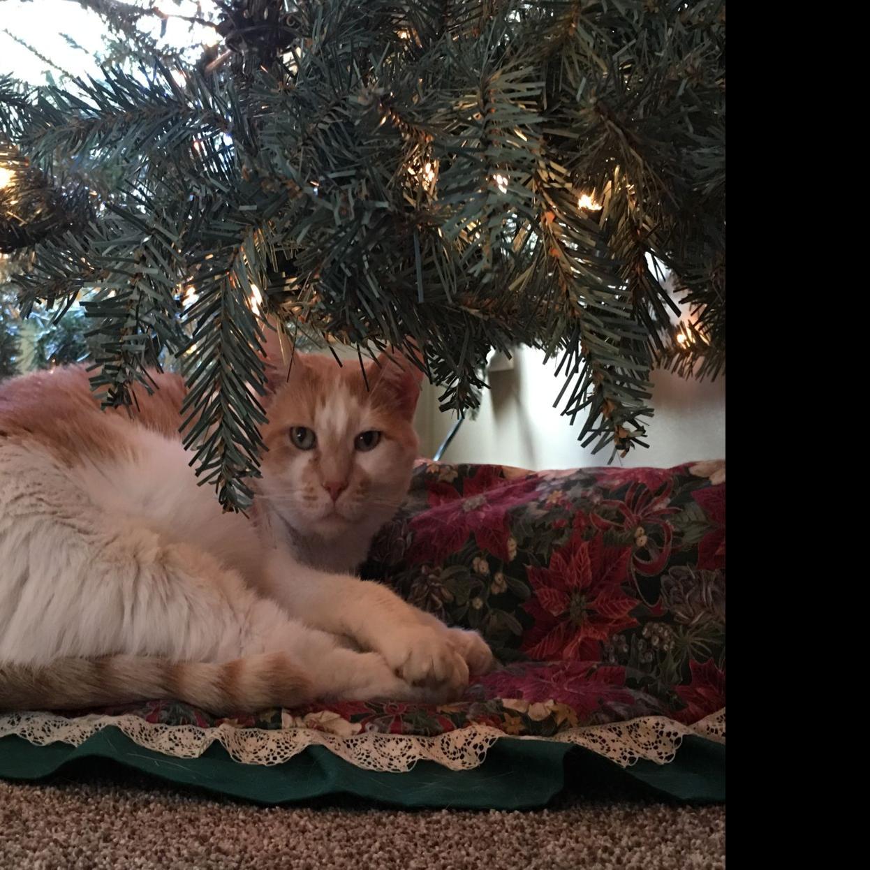 Why Cats Love Christmas Trees Remains A Mystery L Magazine