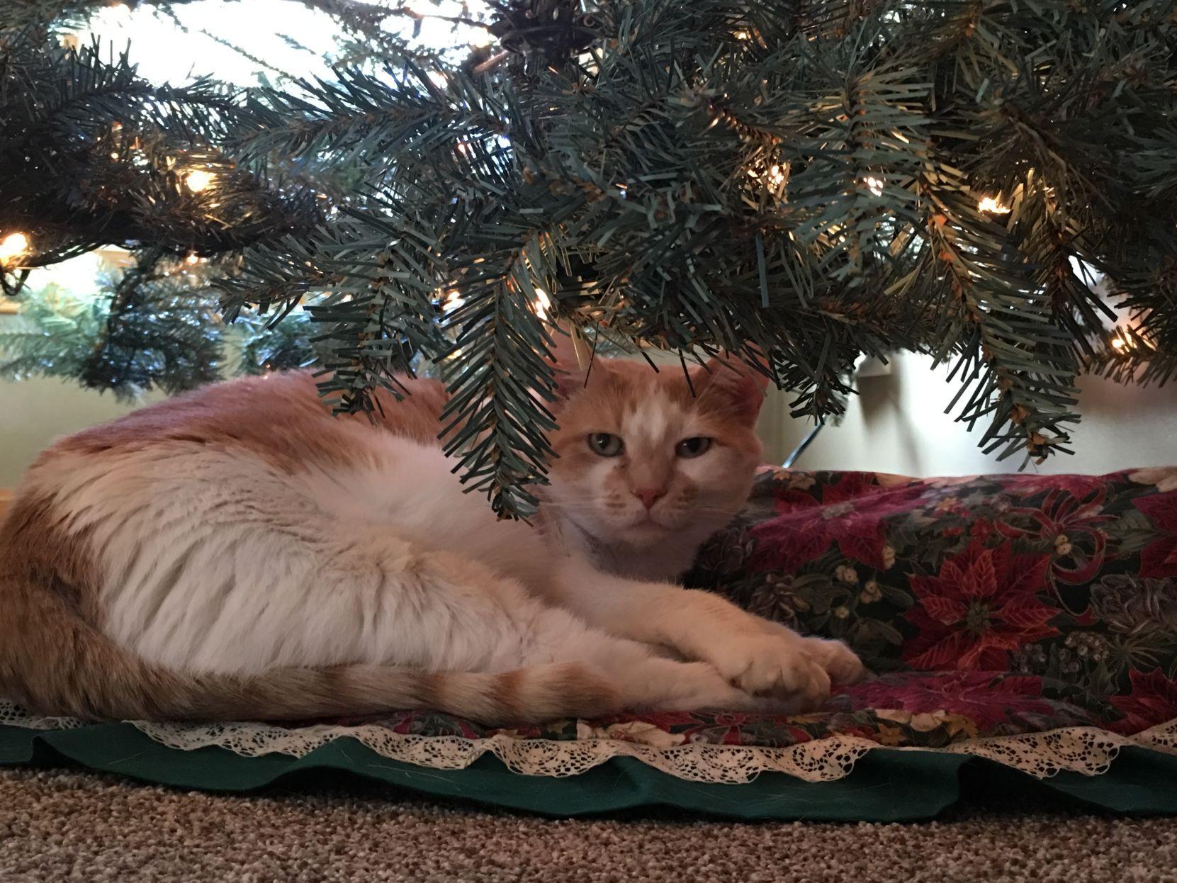 Why Cats Love Christmas Trees Remains A Mystery L Magazine Journalstar Com Cats In Christmas Trees