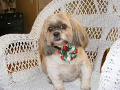 Dog with Bow